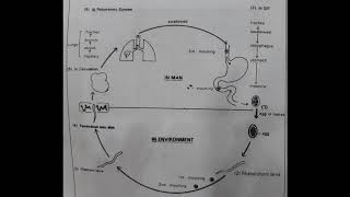 Hookworm Ancylostoma duodenale  General Overview Epidemiology Morphology​  AM Biologie Notes [upl. by Ritter]