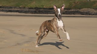 How to Exercise and Stimulate Your Whippet [upl. by Nodababus]