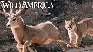 Wild America  S3 E1 Antlered Kingdom  Full Episode HD [upl. by Yaker]