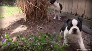 Boston Terrier amp Boston Puppy  Stewie amp Flo Playing Outside [upl. by Jueta457]