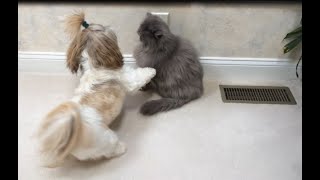 Shih Tzu dog Lacey 🐶 wants to play with Blue Persian cat Lexi 😾  Zoomies 💨 [upl. by Ivonne562]