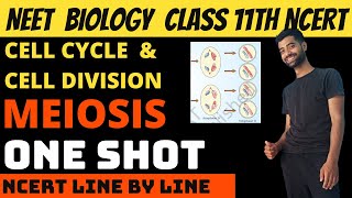 Meiosis  Cell cycle and cell division class 11th NEET  Ncert Line by Line [upl. by Adiaroz685]