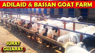 ADILAID amp BASSAN GOAT FARM SURAT GUJARAT [upl. by Asined]