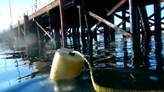 Intro to Oceanography quotmooringquot in Port Angeles Harbor [upl. by Niple]