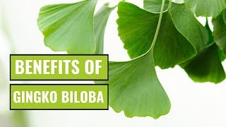 5 Possible Benefits of Ginkgo Biloba [upl. by Doner]