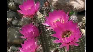 Echinocereus reichenbachii [upl. by Bohun]