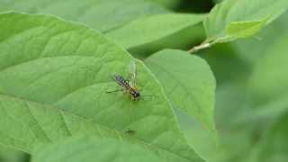 Adult Sawfly Eats a Bug ハバチが虫を捕食 [upl. by Wurster937]