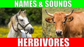 HERBIVOROUS ANIMALS Names and Sounds  Learn Herbivore Animals [upl. by Anircam]