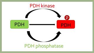 Biochemistry regulation of myocardial metabolism [upl. by Repip]