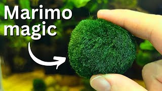 Marimo moss balls Care Propagation Beginner guide [upl. by Narcissus]