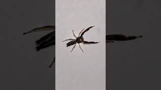 Jumping Spider running around insects spiderman [upl. by Mossberg56]