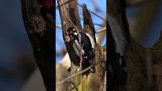 Great Spotted Woodpecker Drumming shorts [upl. by Haram]