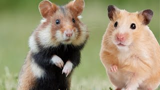 hamster sounds to make them come to you  hamster sound [upl. by Duncan]