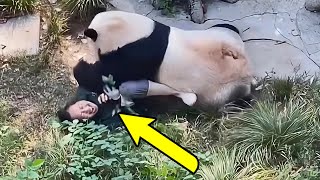 Camera Captures Giant Panda Attacking a Zoo Keeper in China – You Won’t Believe What Happened Next [upl. by Copp]