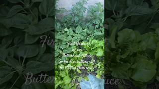 First Butterhead Lettuce Harvest Plant your seeds for your harvest [upl. by Gerik893]