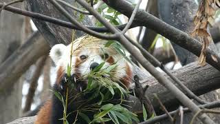 Roter Panda Ailurus fulgens Kleiner Bär Panasonic Lumix Superzoom Zoo Tiergarten Schönbrunn Wien [upl. by Nitsud]