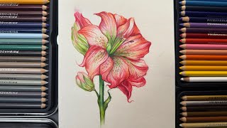 Drawing a Lilium  Colored Pencils  Gana belle Art [upl. by Schaeffer]