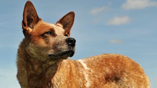 Unstoppable Aussie Cattle DogCan It Herd Livestock [upl. by Reo]