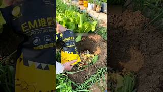 First time use EM Compost Bacteria for plant safety GrowingTips Compost CompostFermentation [upl. by Tena105]