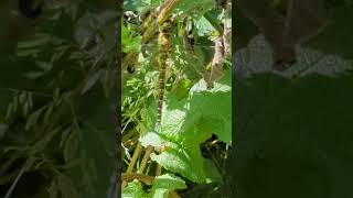 A teneral newly emerged male Southern Hawker dragonfly [upl. by Kitchen]