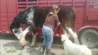 Sheeth cleaning geldings [upl. by Tarkany438]