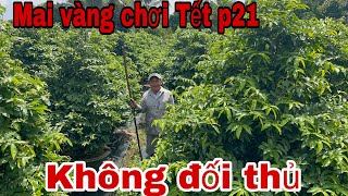 📱0972494586 gặp chú út Cường📱 Mai tàng thông chơi Tết cực đẹp p21 [upl. by Riem]