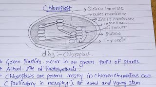 photosynthesis in higher plants [upl. by Hctim626]