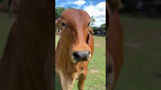 Cheche dianis en recreo ranch Brahman cattle breed shortvideo shorts cattlefarm [upl. by Eentroc]