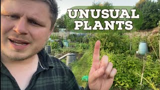 Allotment Tour and My Unusual Plants [upl. by Dohsar]