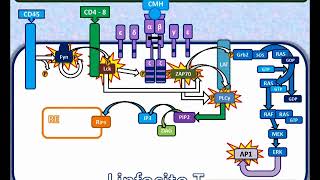 Activación de los linfocitos T [upl. by Rehsa395]