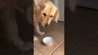 Dog tries SPARKLING Water ✨goldenretriever tastetest sparklingwater [upl. by Kjersti]