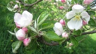 Весна Цветёт Яблоня Апрель Apple Spring Garden [upl. by Hopkins]