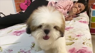 Meet WORLDs CUTEST DOG  Ss Vlogs [upl. by Ponzo]