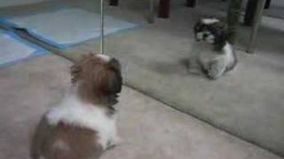 Gizmo the Shih Tzu  first bark 10 weeks old [upl. by Idarb998]