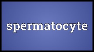 Spermatocyte Meaning [upl. by Vanderhoek]