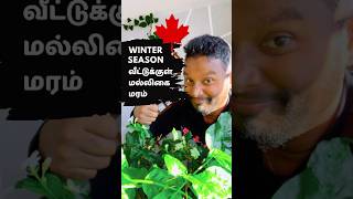 How to protect indoor plants from winter 🇨🇦 Canada Tamil Vlog [upl. by Sidman]