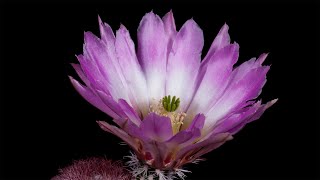 Time Lapse Echinocereus pectinatus Mexico San Luis Potosi Santo Domingo [upl. by Assilaj405]