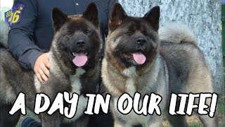 A day in the life of my two Akita puppies [upl. by Akimehs]