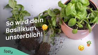 Basilikum richtig pflegen🌱 [upl. by Olocin969]