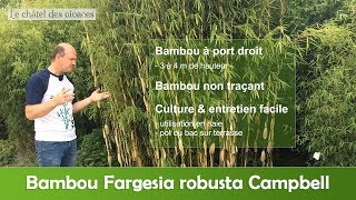 Fargesia robusta Campbell [upl. by Iddet]