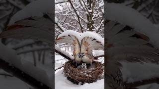 Superb lyrebird couple sheltering❤ their chicks in heavy snow ❄ [upl. by Honora]