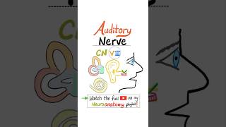 Vestibulocochlear Nerve  8th Cranial Nerve Auditory Nerve  CN VIII  Neuroanatomy anatomy [upl. by Iaverne]