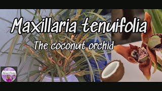 🍀 Maxillaria tenuifolia  Care tips and repotting Carecollab [upl. by Ahsaekal]