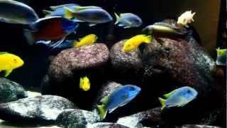 Copadichromis Borleyi Kadango [upl. by Sonitnatsnoc]