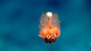 Dandelion siphonophore [upl. by Arracot]