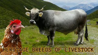 Old and rare breeds of cattle goat sheep pig chicken  Endangered Heritage breeds of livestock [upl. by Mayhs425]