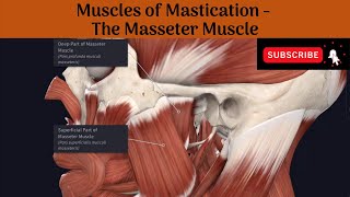 Muscles of Mastication  Masseter Muscle  Origin  Insertion  Nerve Supply  Action  AA [upl. by Leummas]