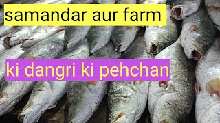 dangri fish information farm aur samandar ki dangri me farq kesay kren [upl. by Shaya]