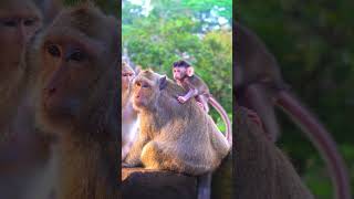 Top Wild Monkey Video 2024 Shorts monkeys animals [upl. by Nnylyahs]