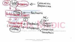 6 RM19 D A 1 FARMACO CB ANTIBIOTICOS 2 [upl. by Miko178]